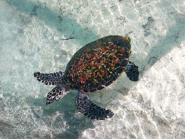 Sea turtle swimming in clear Vanuatu water