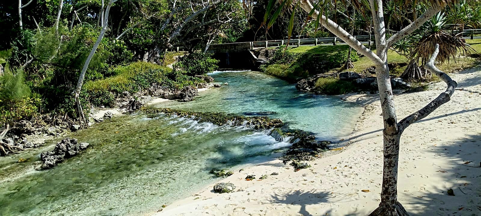 Freshwater stream and tropical landscape